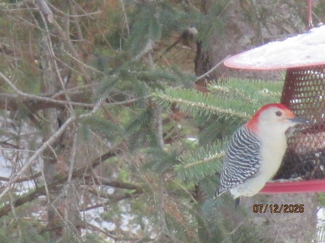 Red-bellied Woodpecker - ML646701982