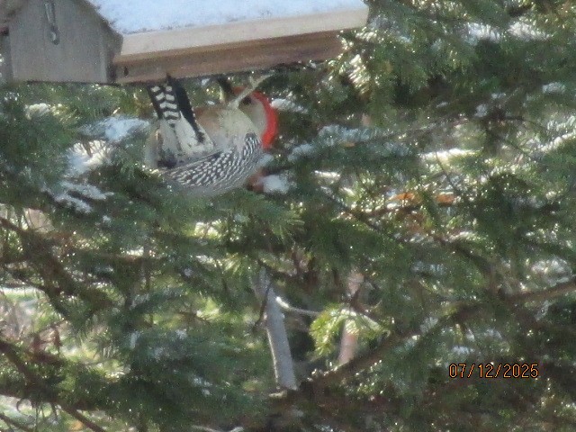 Red-bellied Woodpecker - ML646701983