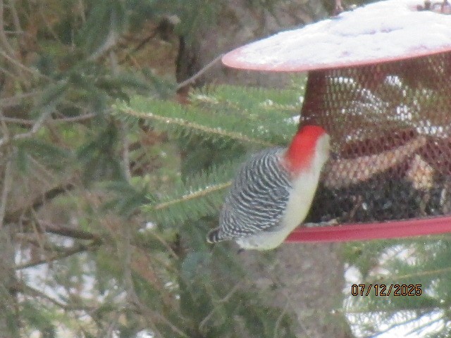 Red-bellied Woodpecker - ML646701984