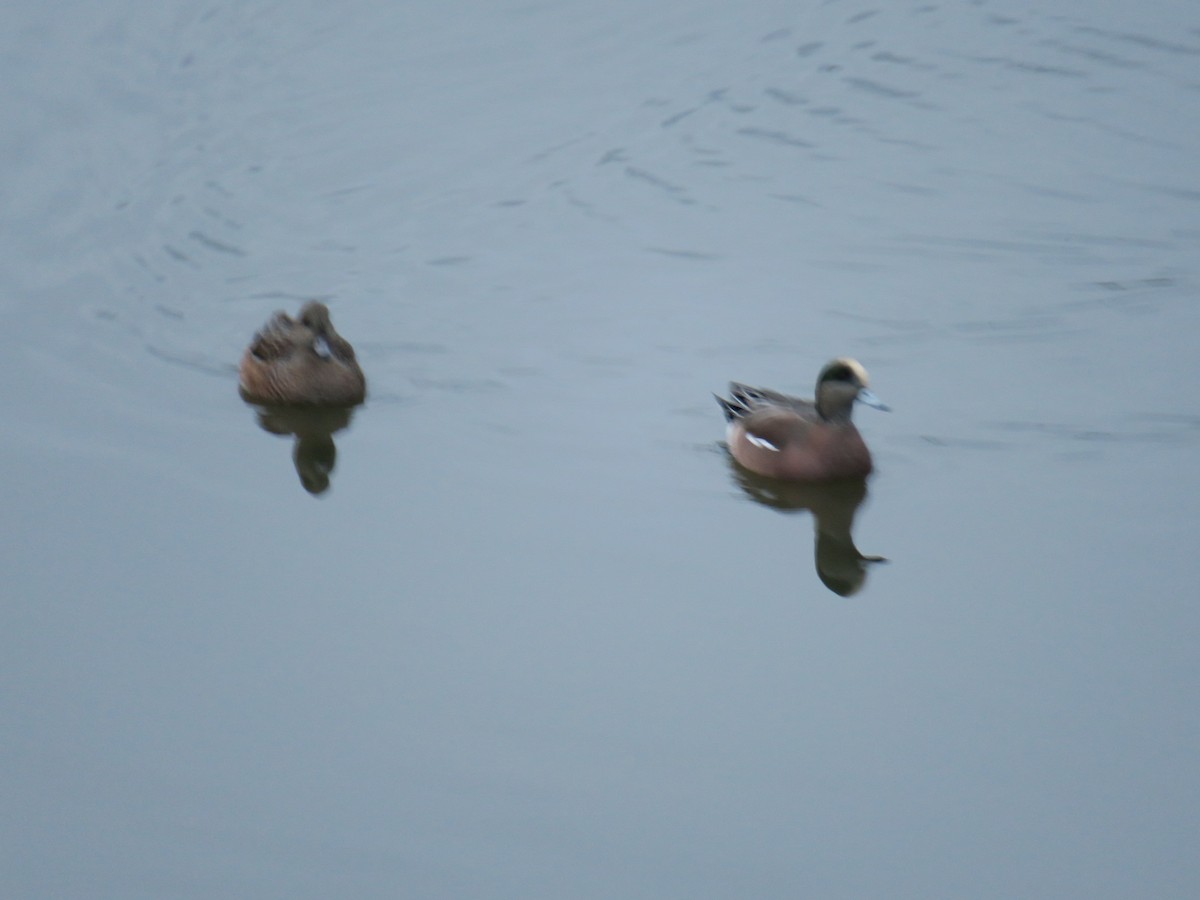 Fischione americano - ML646701990