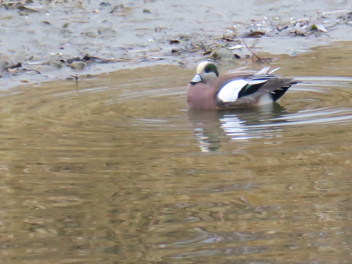 Fischione americano - ML646701991