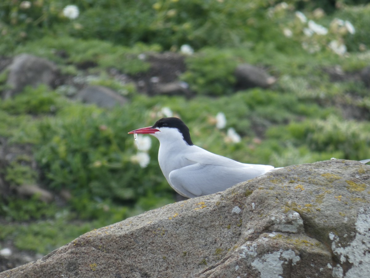 キョクアジサシ - ML646701993