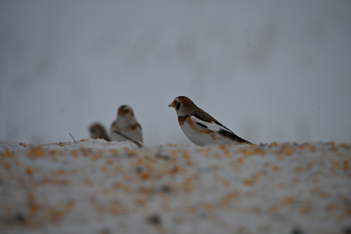 Snow Bunting - ML646701994
