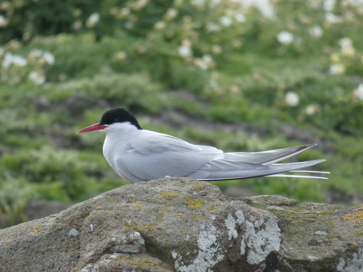 Ipar-txenada - ML646701995