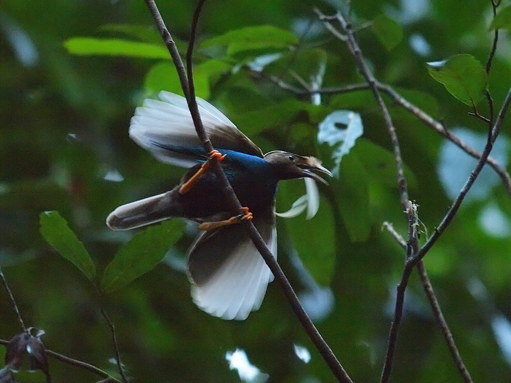 Standardwing Bird-of-Paradise - ML646701997