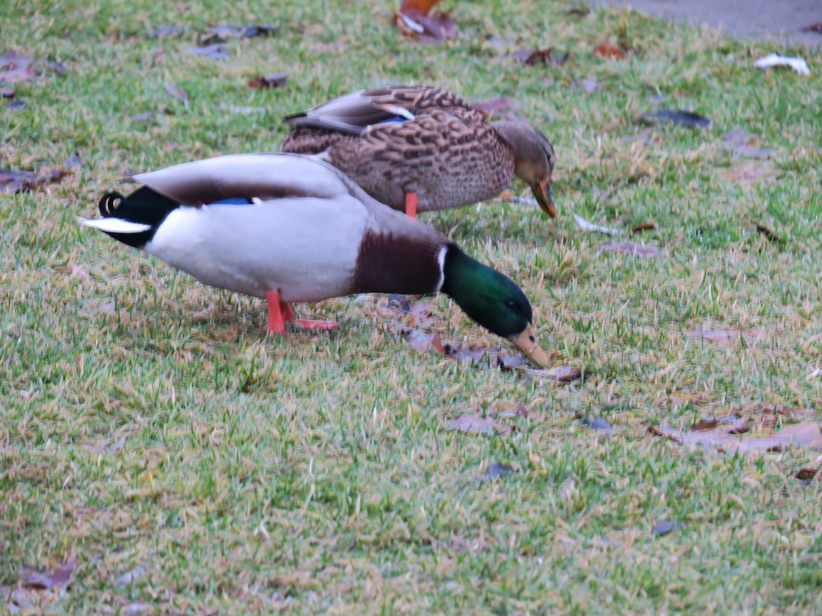 Germano reale - ML646701998