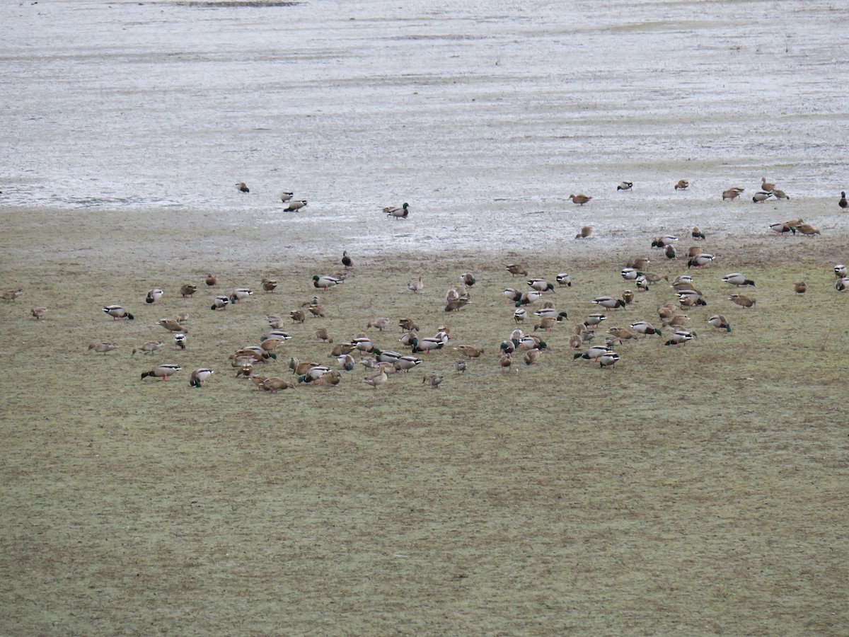 Germano reale - ML646701999