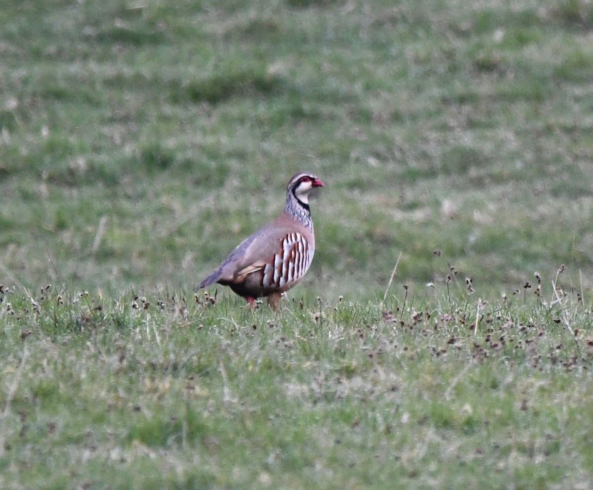 Pernice rossa - ML646702001