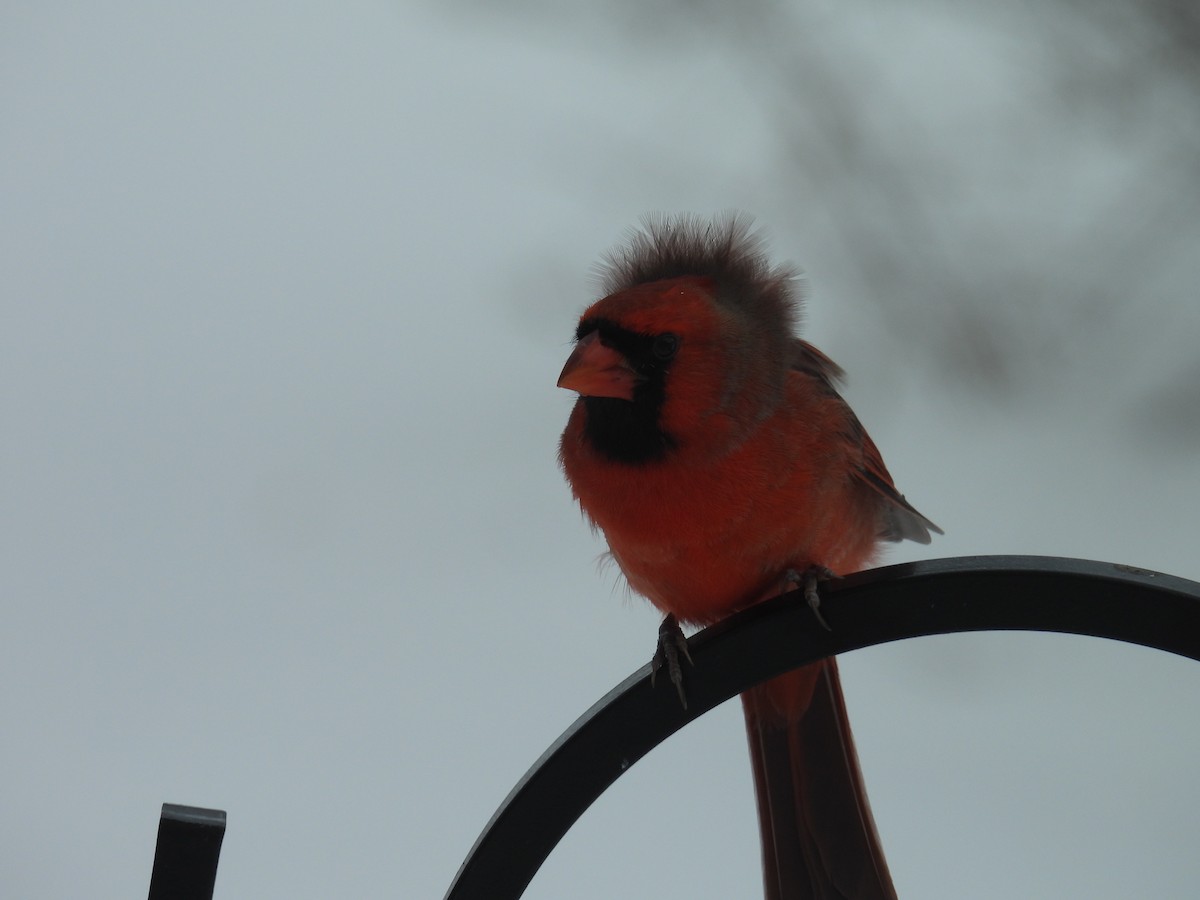 Northern Cardinal - ML646702002
