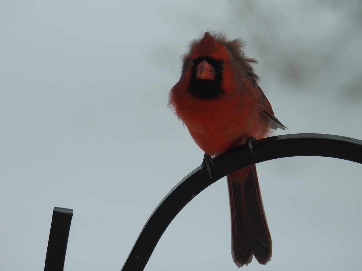 Northern Cardinal - ML646702003
