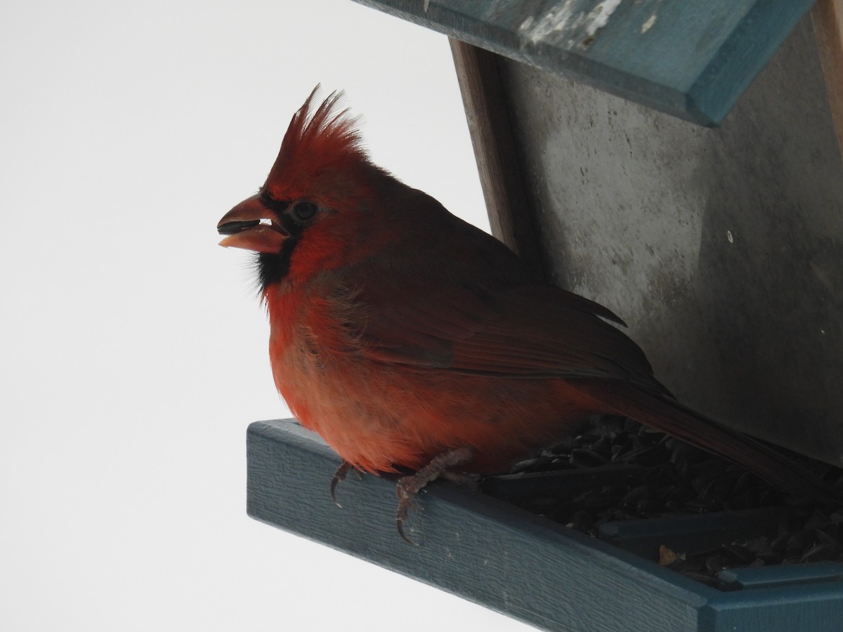 Northern Cardinal - ML646702004