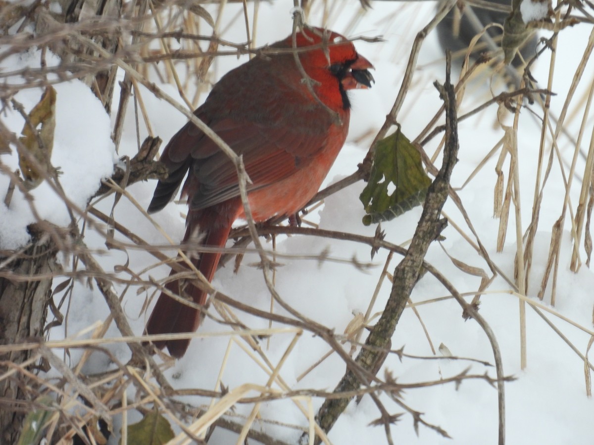 Northern Cardinal - ML646702005