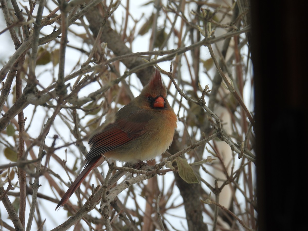 Northern Cardinal - ML646702006