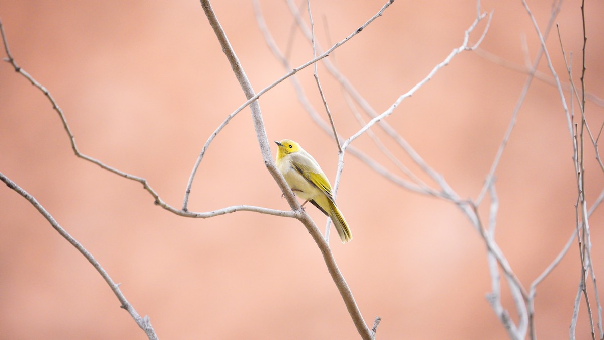 White-plumed Honeyeater - ML646702007