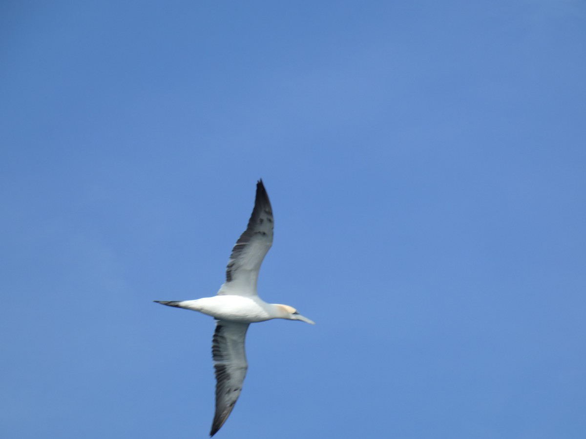 Zanga arrunta - ML646702008