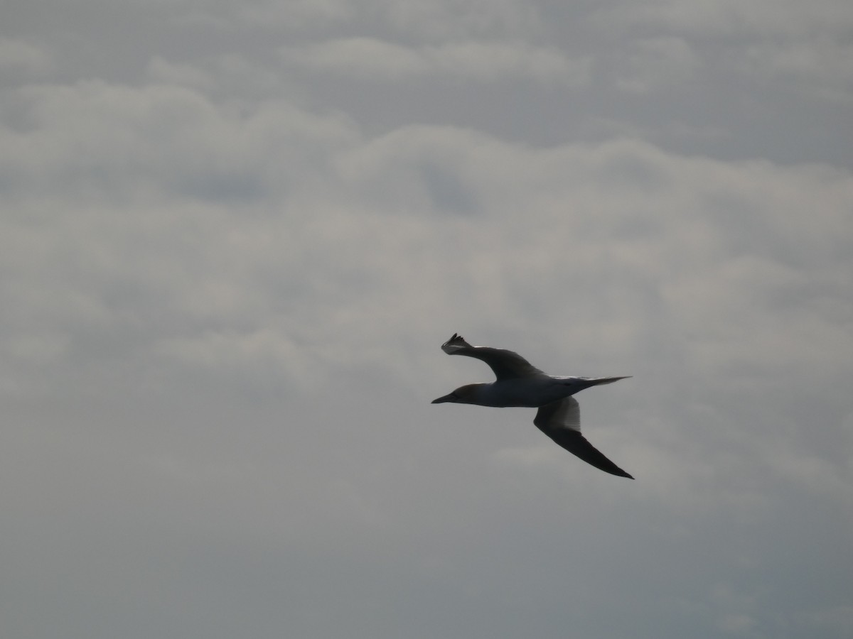 Zanga arrunta - ML646702009