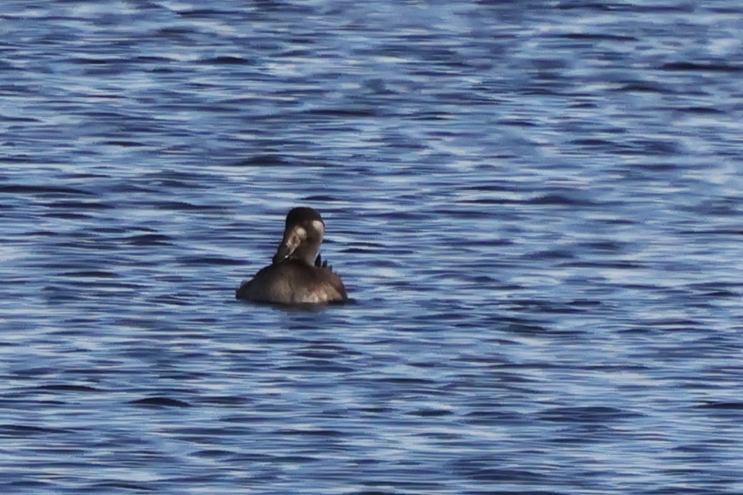 Macreuse à front blanc - ML646702010