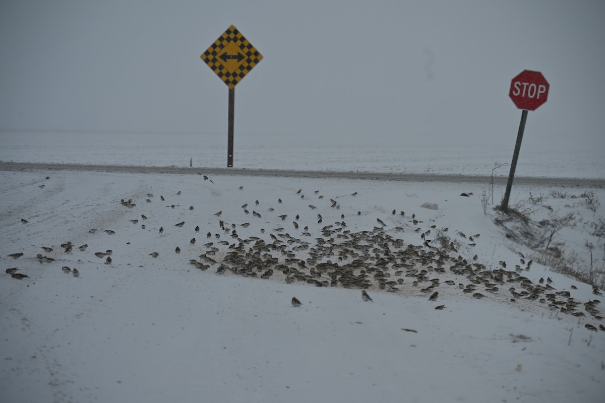 Snow Bunting - ML646702011