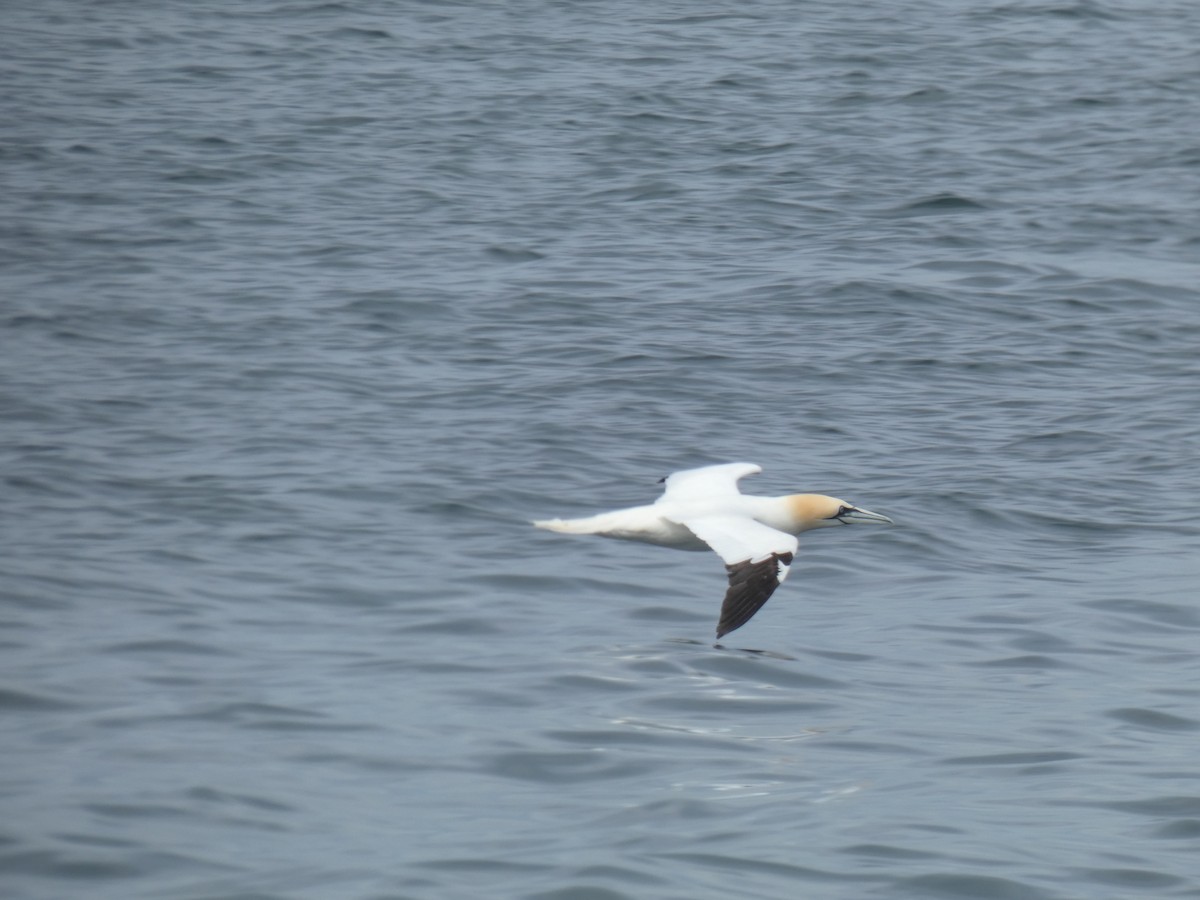 Zanga arrunta - ML646702012