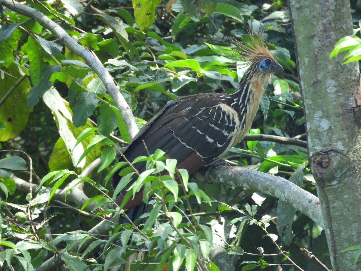 Hoatzin - ML646702013