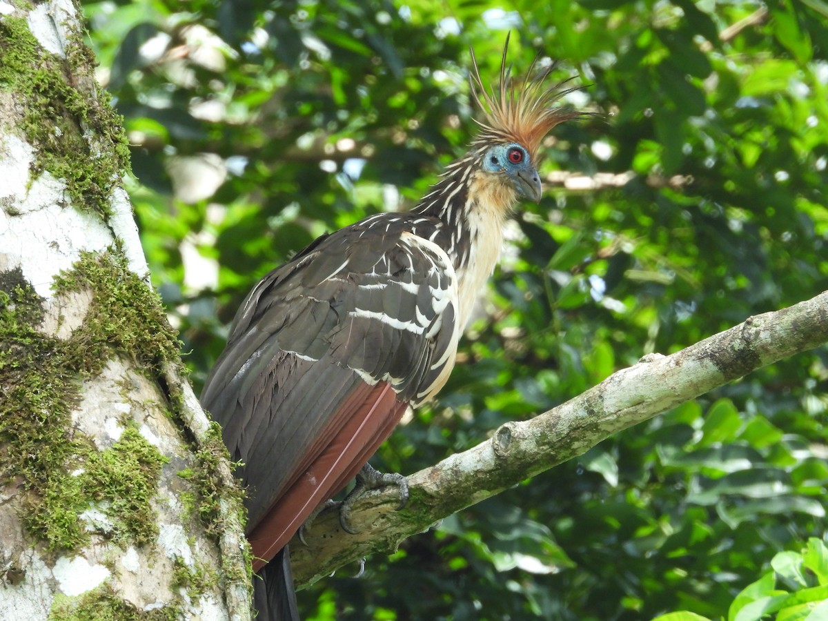 Hoatzin - ML646702014