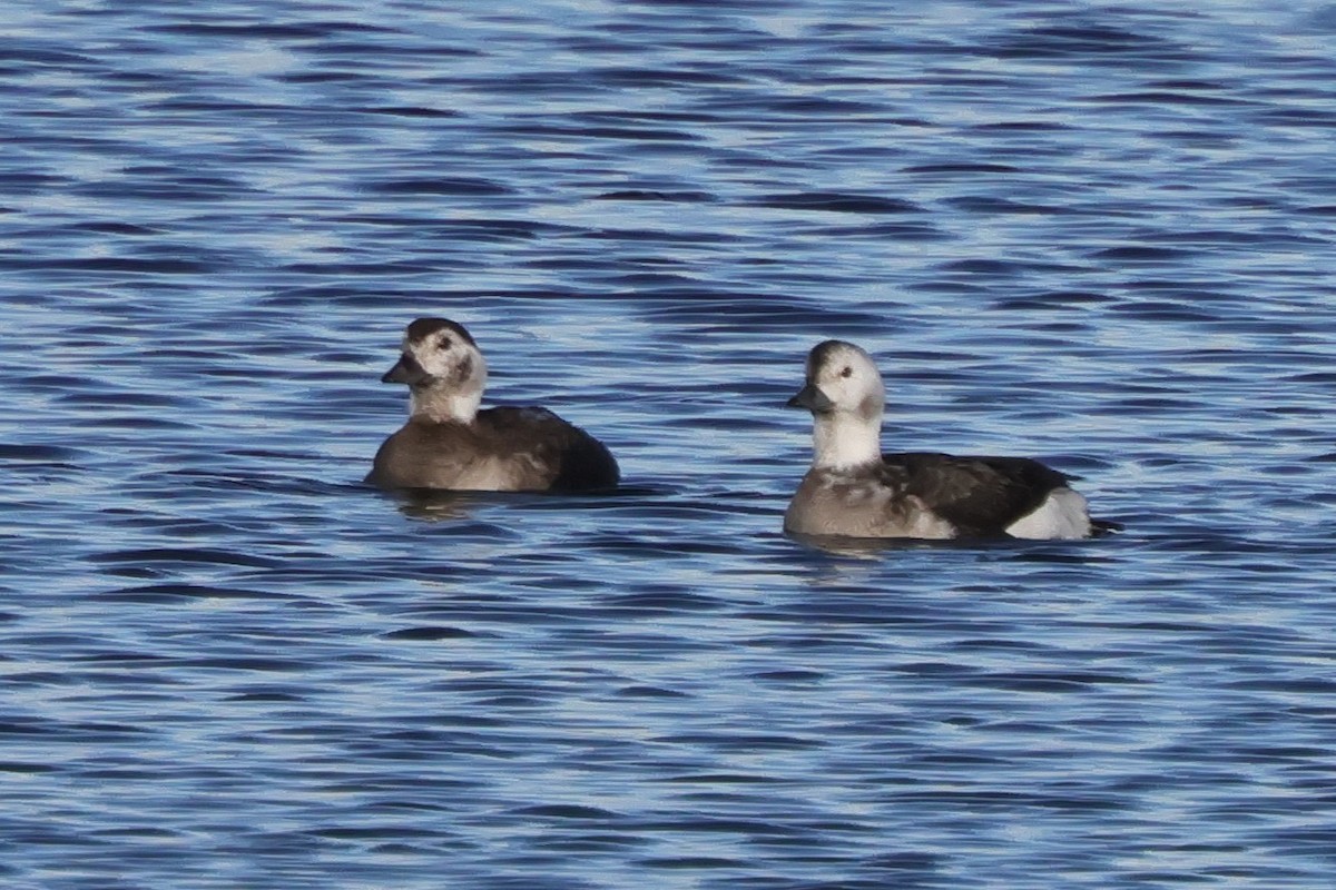 Harelde kakawi - ML646702015