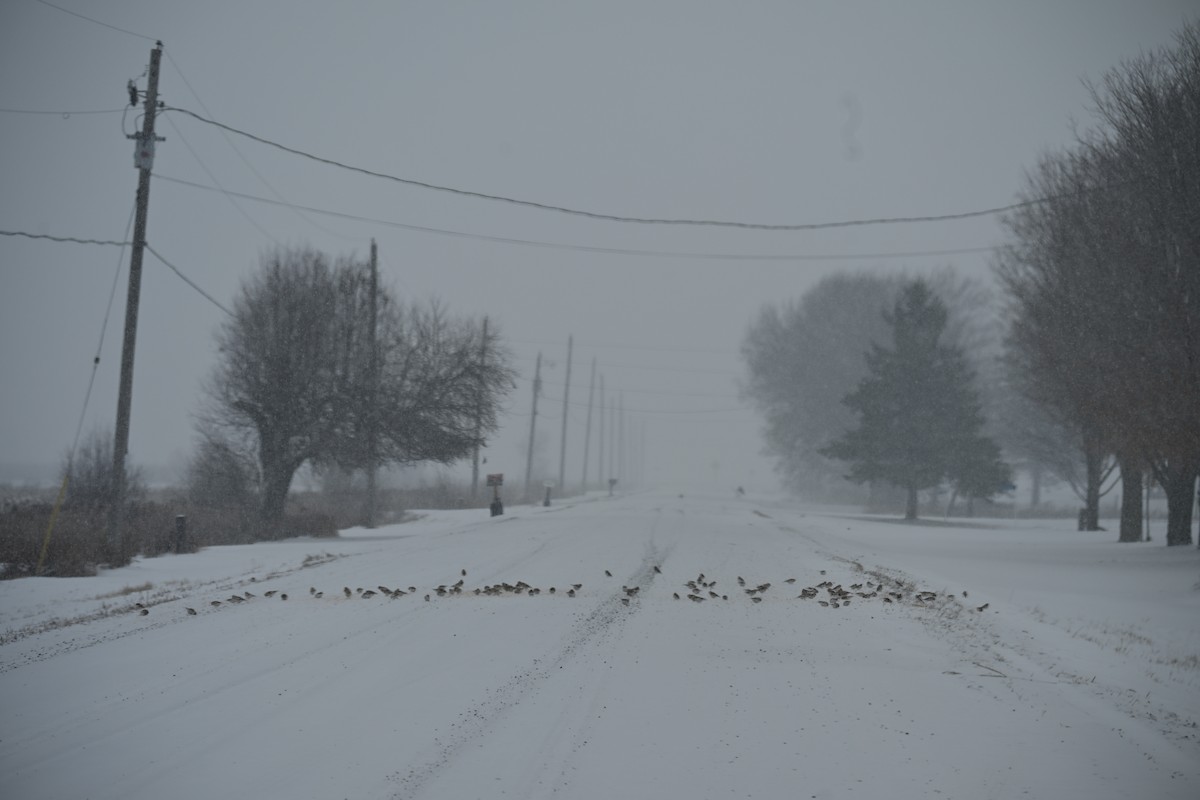 Snow Bunting - ML646702016