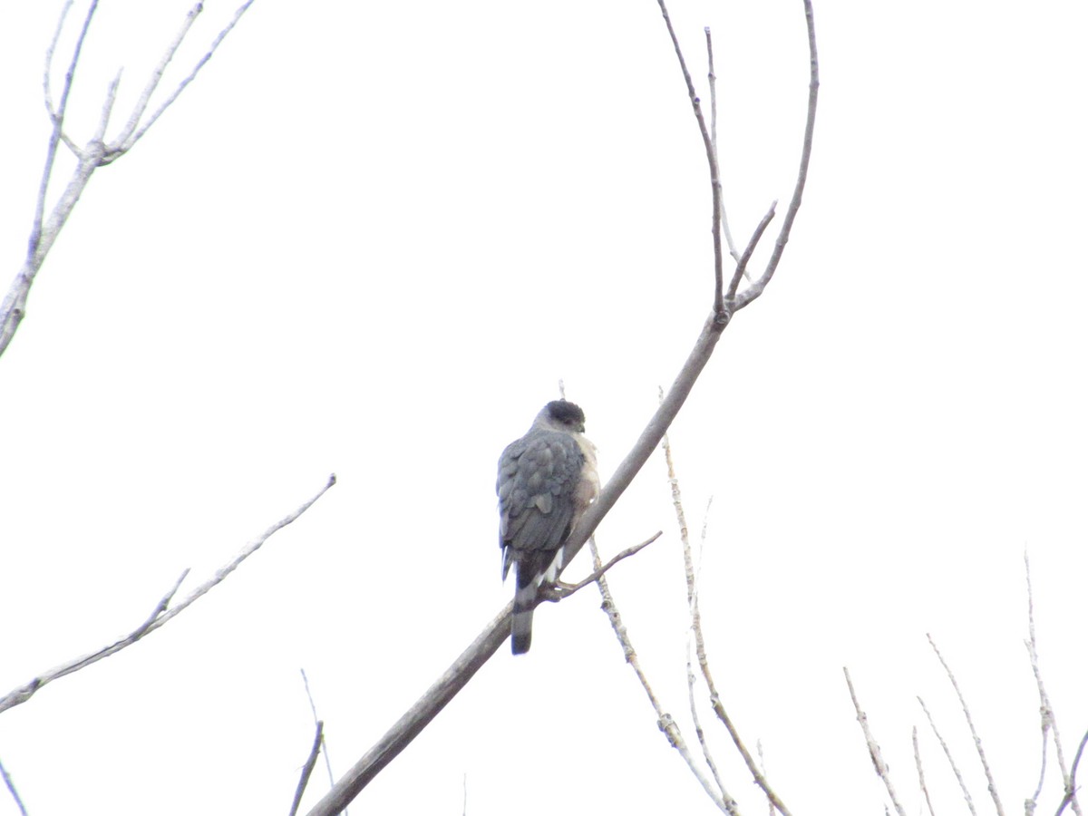 trostehauk - ML646702017