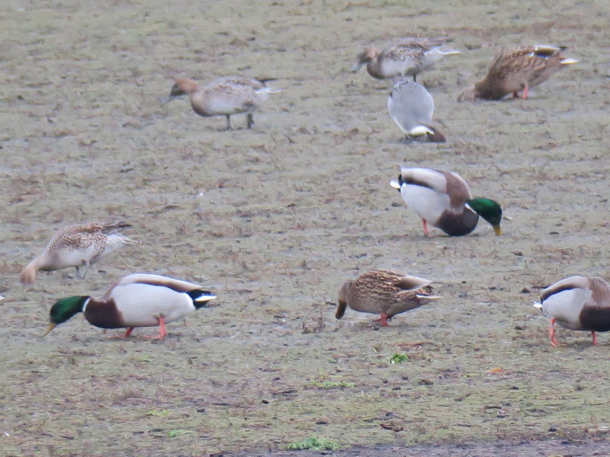 Codone - ML646702021