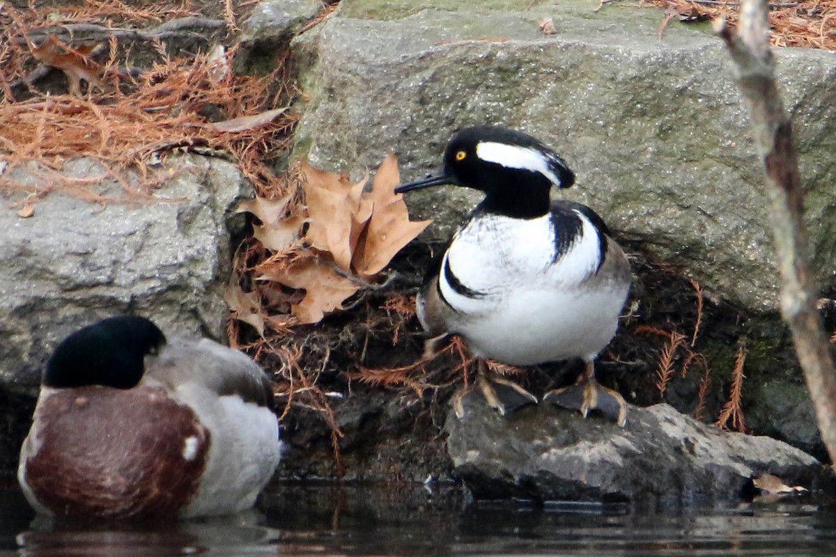 Serreta Capuchona - ML646702022