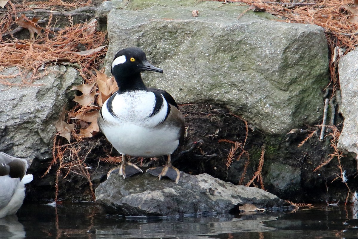 Serreta Capuchona - ML646702023