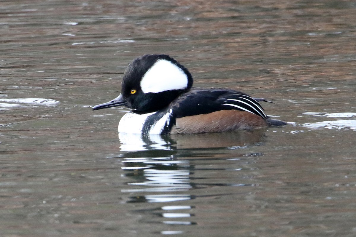 Serreta Capuchona - ML646702024