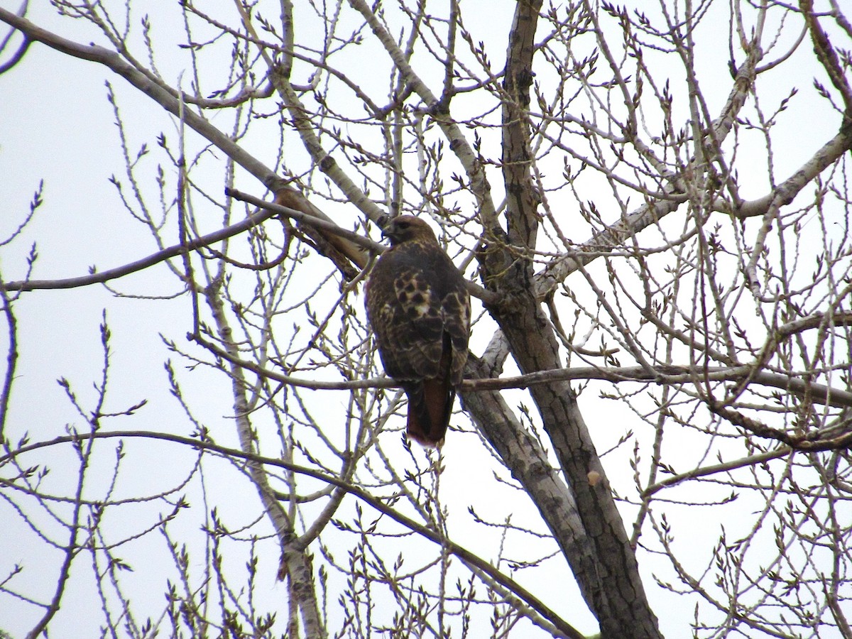 rødstjertvåk - ML646702025