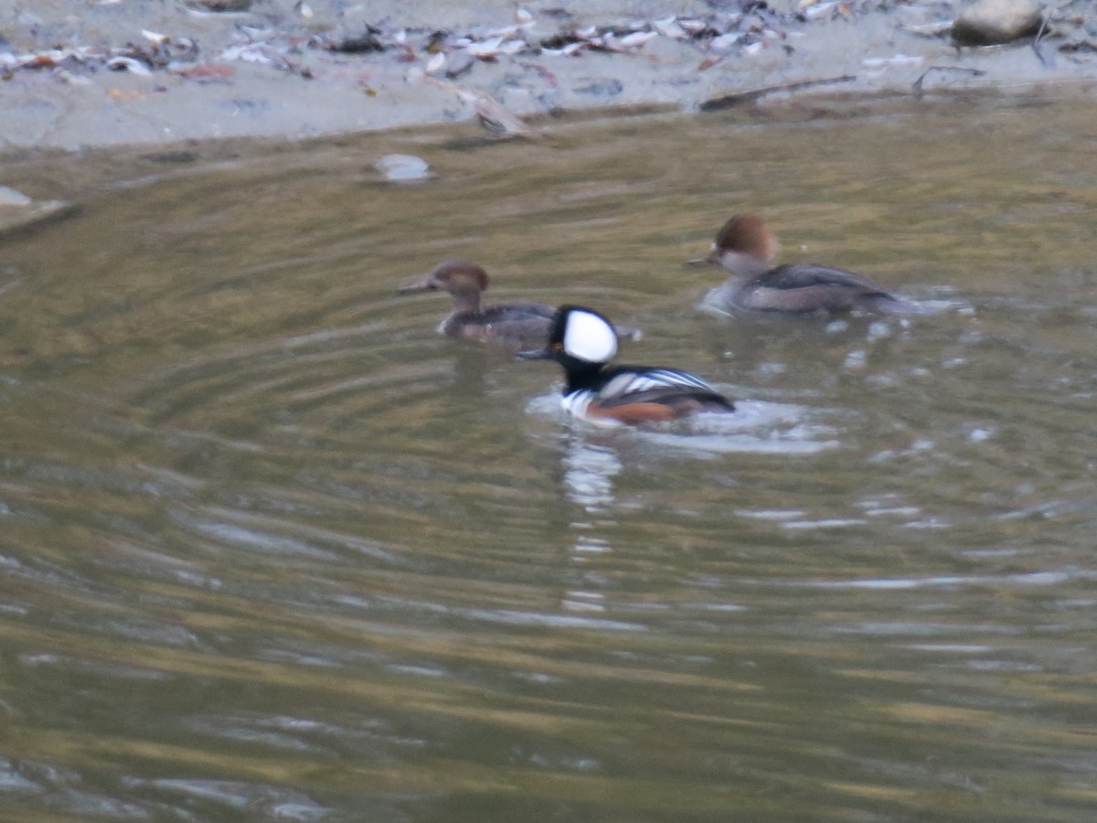 Smergo dal cappuccio - ML646702032