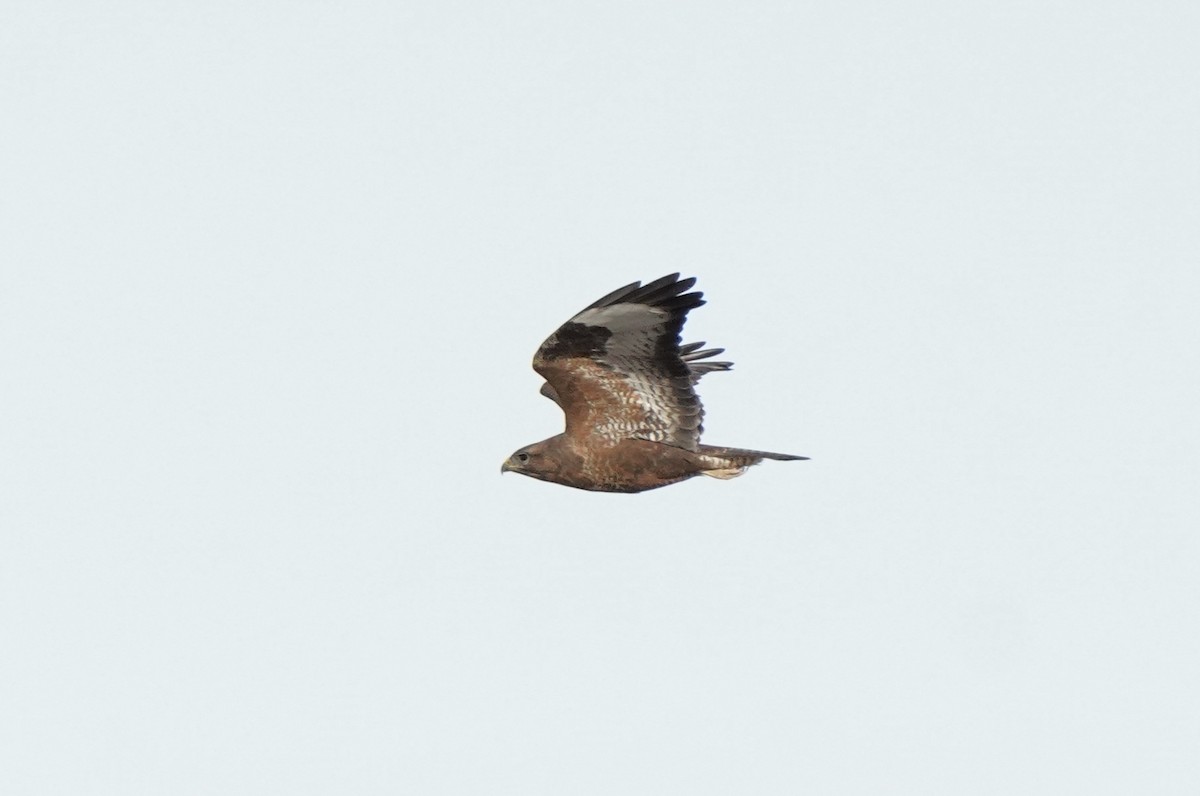 Common Buzzard (Steppe) - ML646702042