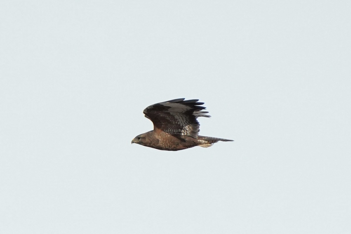 Common Buzzard (Steppe) - ML646702045