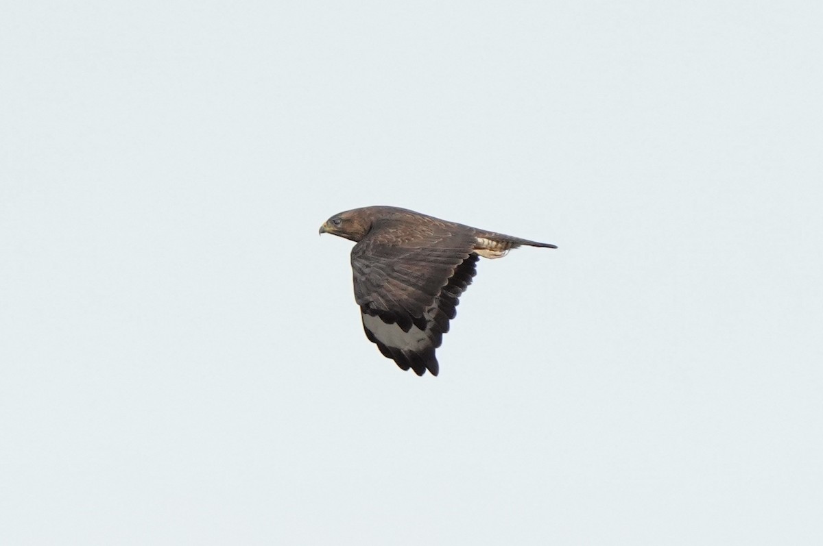 Common Buzzard (Steppe) - ML646702046