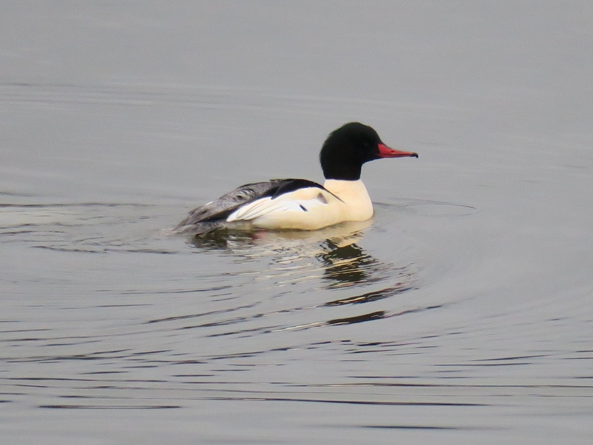 Smergo maggiore - ML646702047