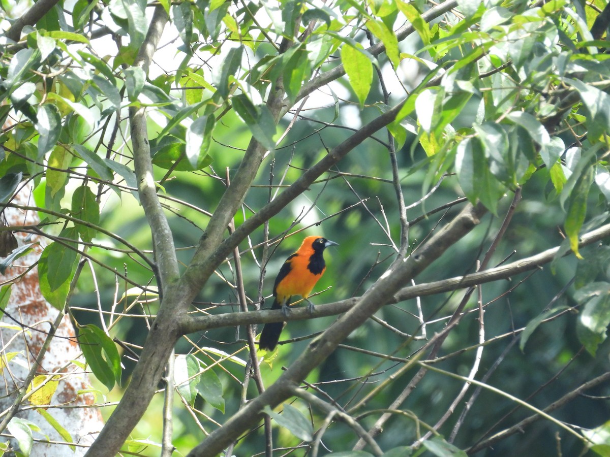 Orange-backed Troupial - ML646702048