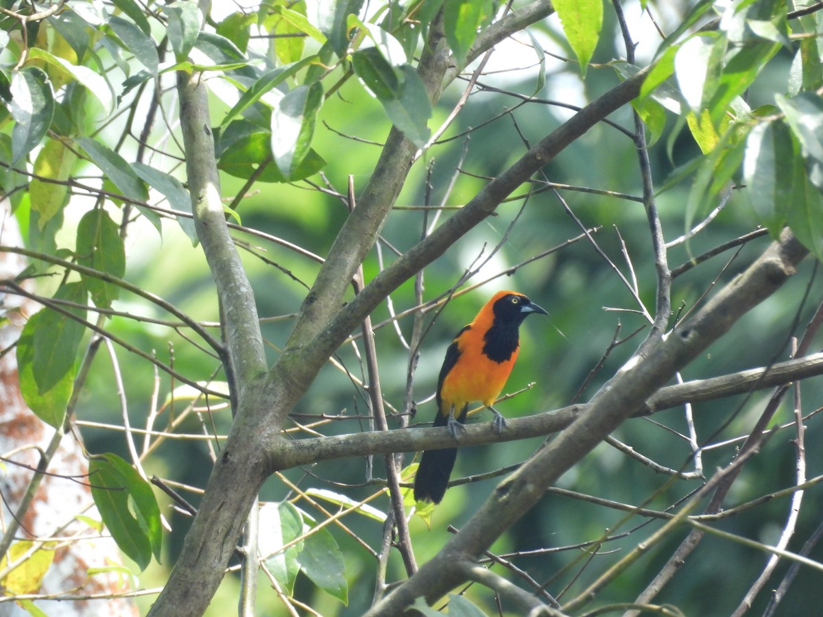 Orange-backed Troupial - ML646702049