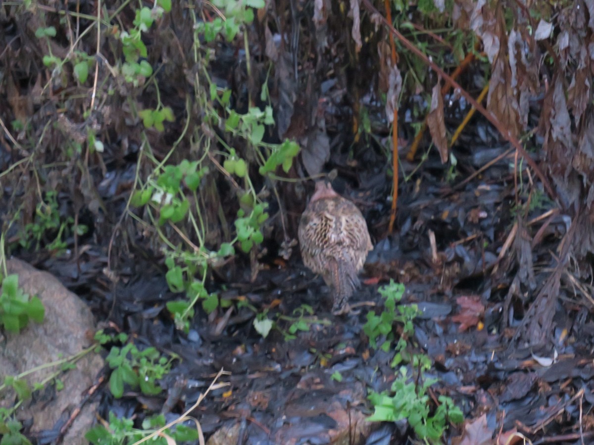 Fagiano comune - ML646702053