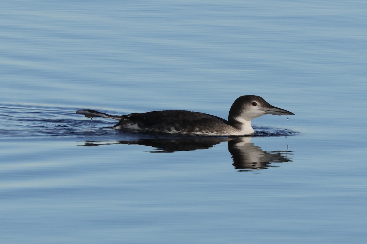 Plongeon huard - ML646702054