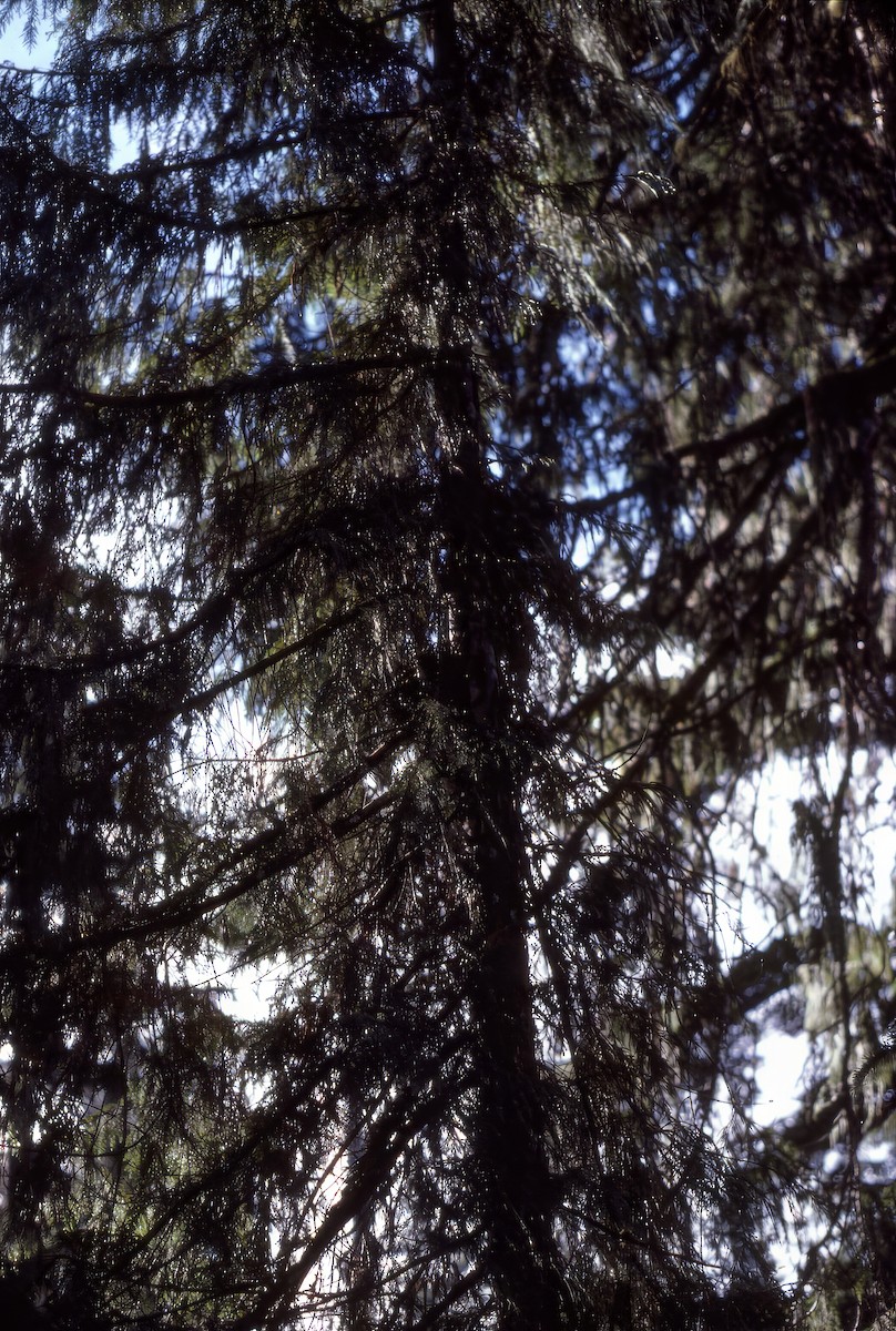 Канадская кукша - ML646702055