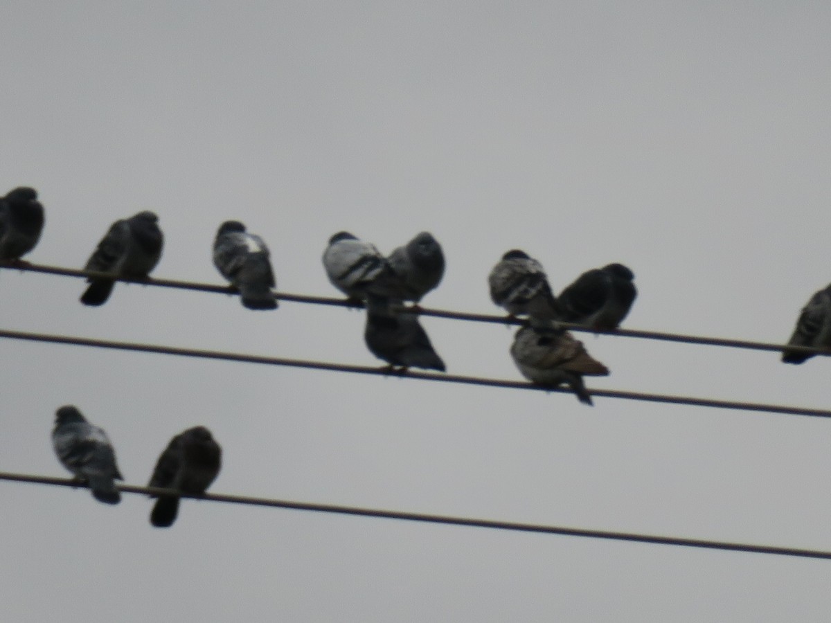 Piccione domestico - ML646702056