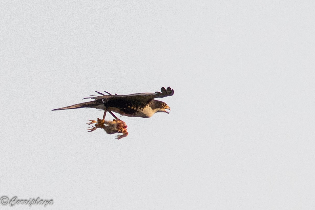 Águila Congoleña - ML646702060