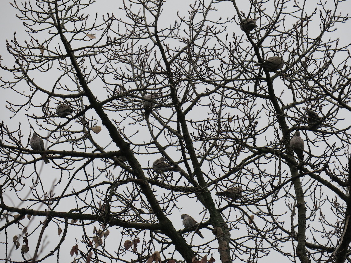 Tortora dal collare - ML646702061