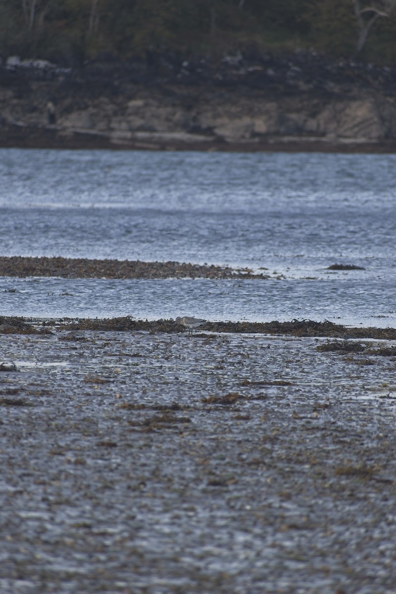 Хурган цууцал - ML646702062