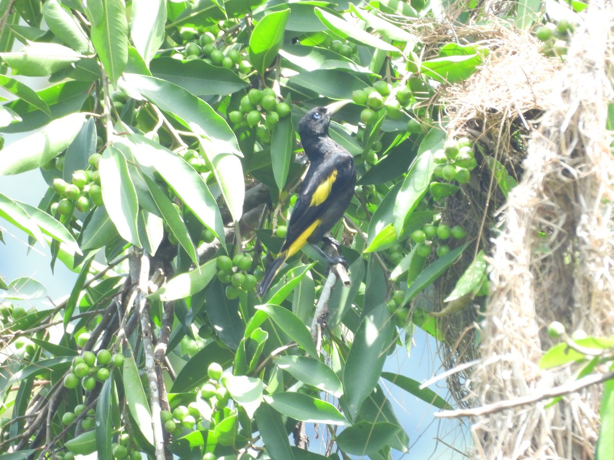 Yellow-rumped Cacique - ML646702064