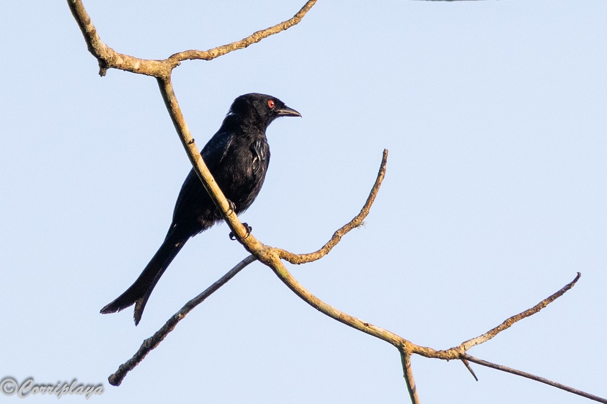 Drongo Modesto - ML646702065