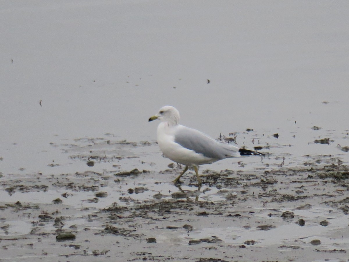 Gavina americana - ML646702066